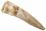 Fossil Spinosaurus Tooth - Real Dinosaur Tooth #222618-1